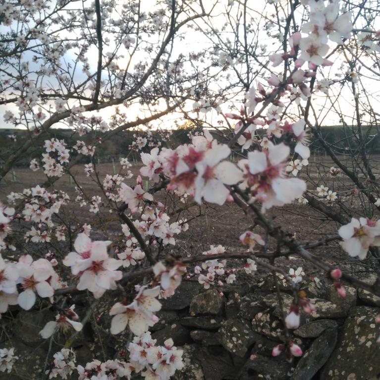 Flowering Almond Tree Show